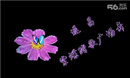 紫蝶踏歌广场舞207-《伦巴达舞娘》